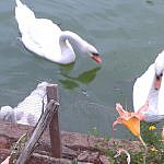 Foto del perfil de nACHO